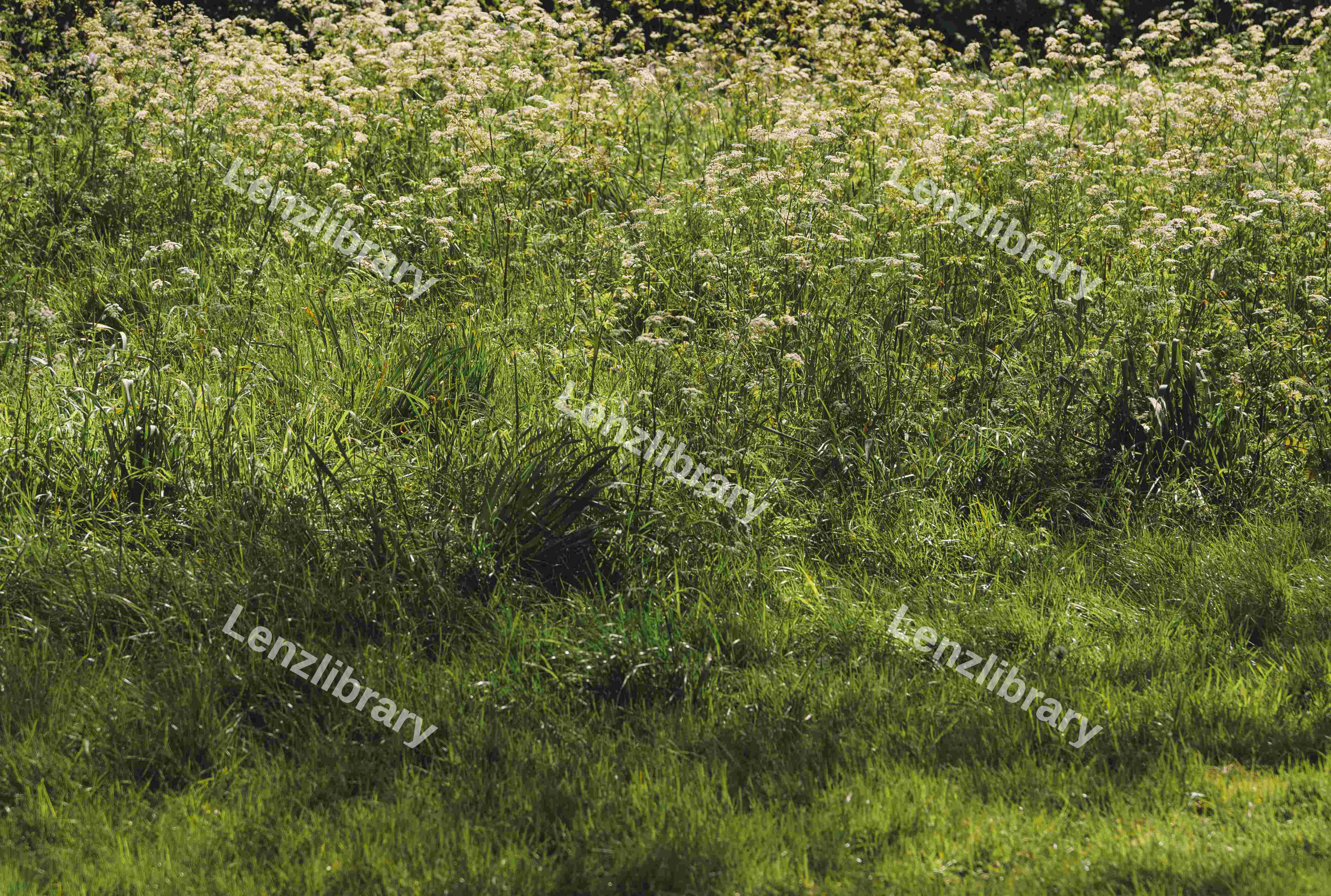 Summer Flowers